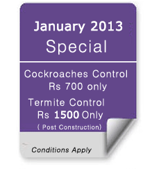 January 2013 Special Offer